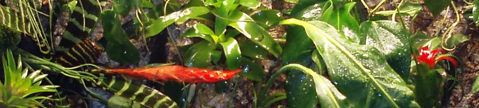 Paludarium